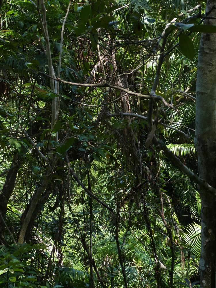 liane de rotin accrochée aux arbres